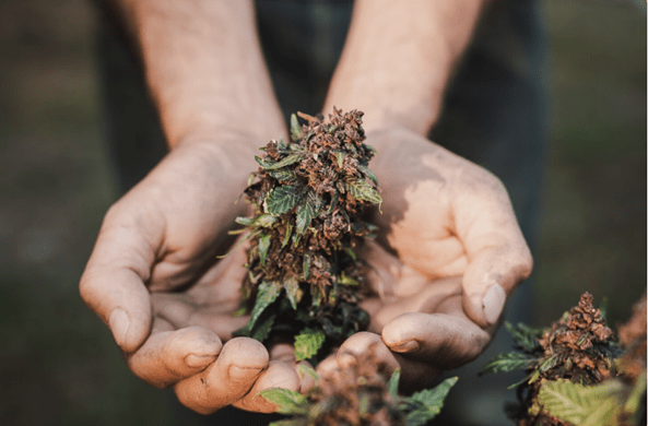 Where to order THCA Flower in Houston: Quality, Safety & Delivery - The Green House 