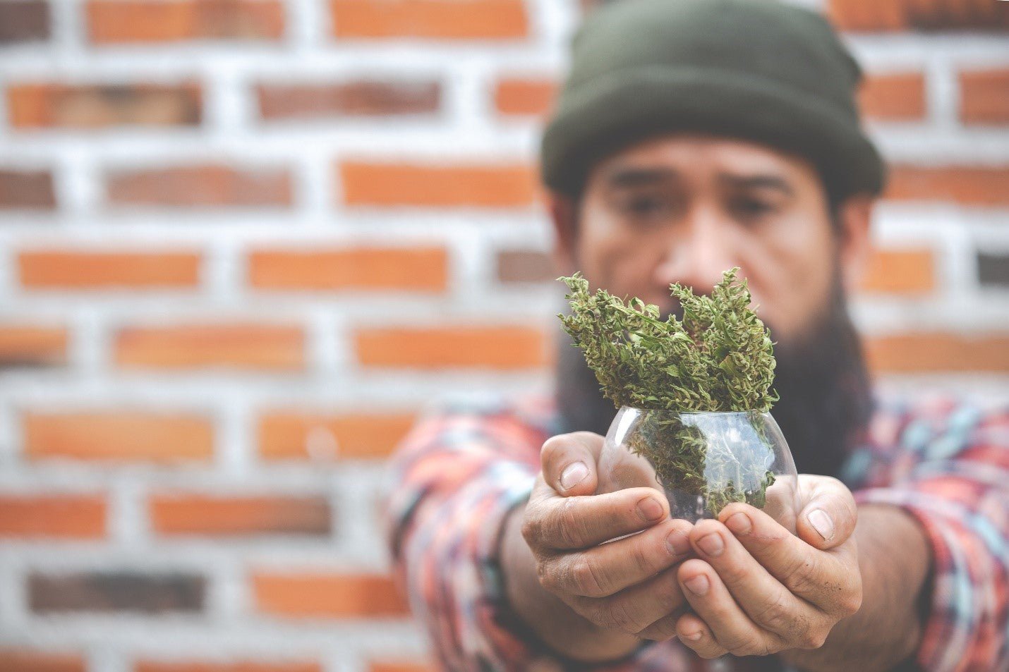 Why THCA Flower Is Becoming the #1 Choice for Legal Highs in the USA - The Green House 