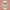 CBN GMY 30ct 1500mg Jar - THCA - The Green House Houston
